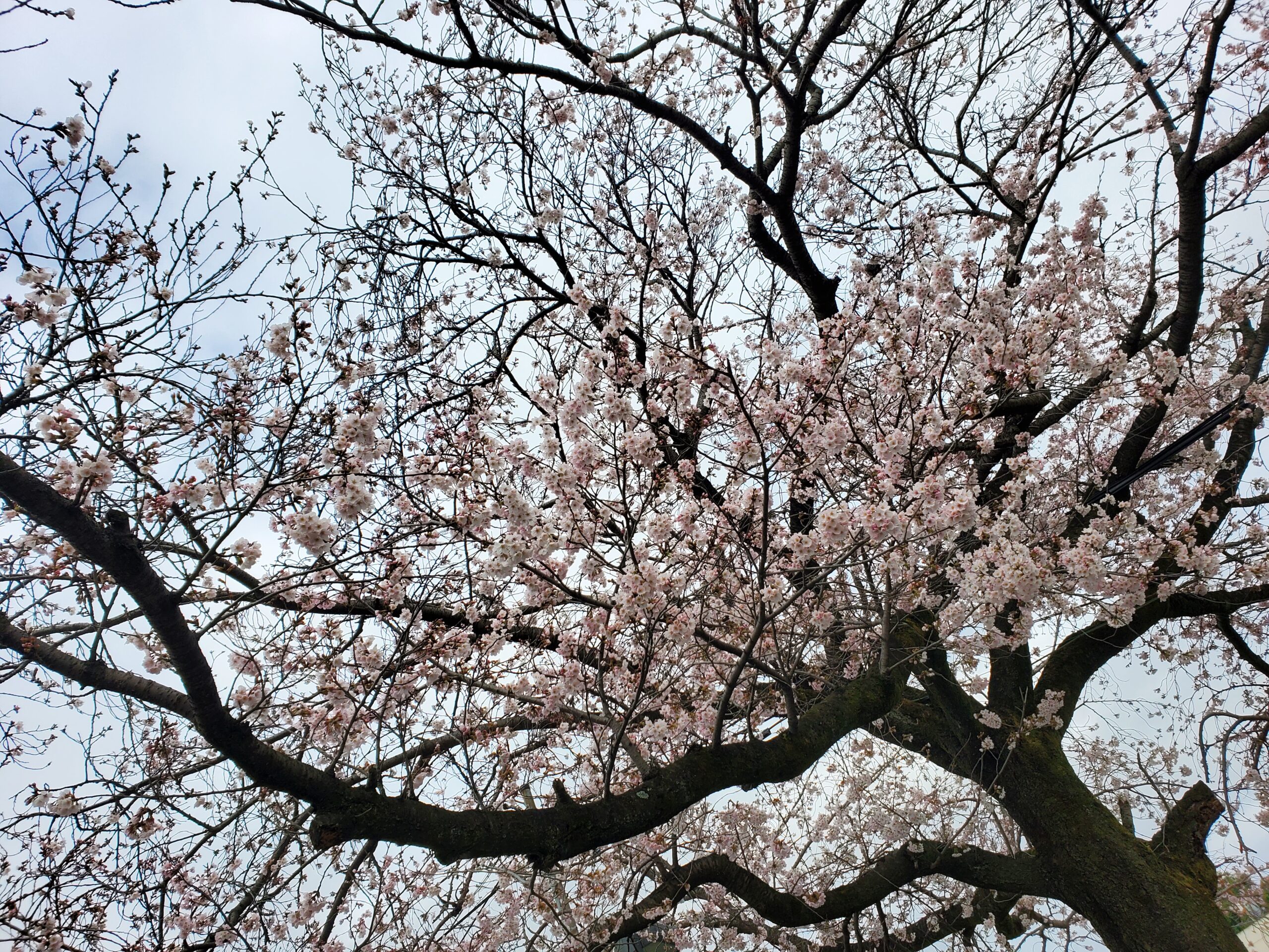 たんぽぽの家の桜